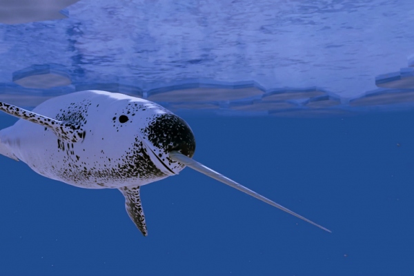 Paus Narwhal