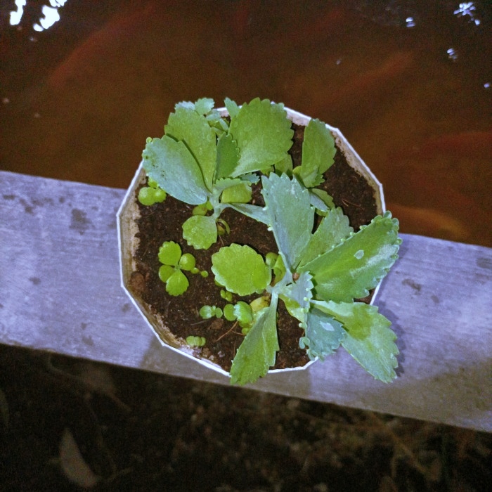 Beli Tanaman Bryophyllum