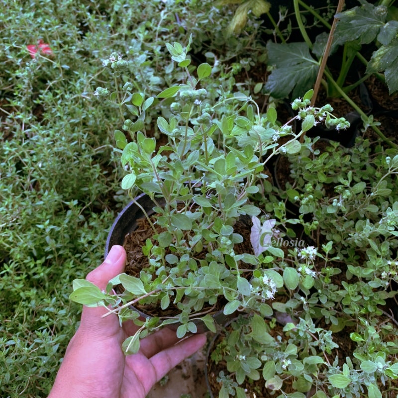 Beli Tanaman Marjoram