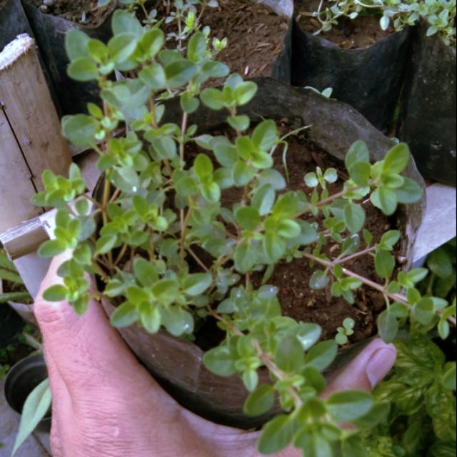 Beli Tanaman Thyme