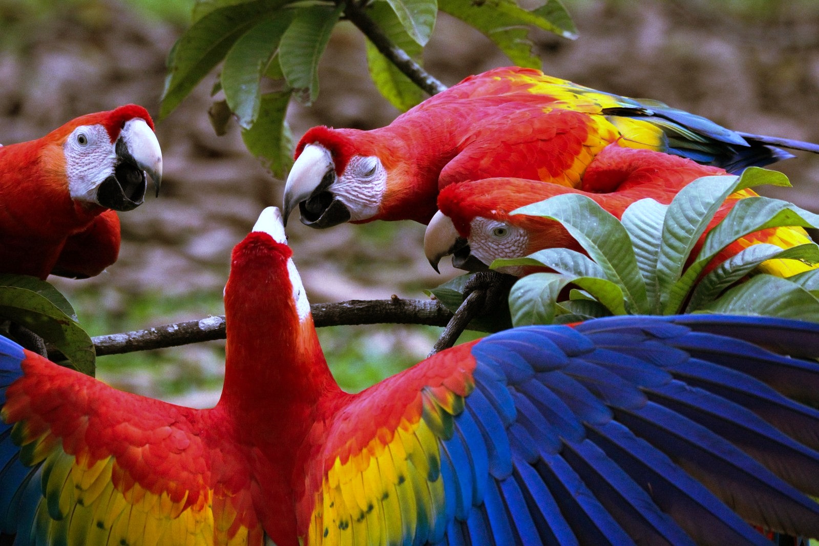 Burung Macaw