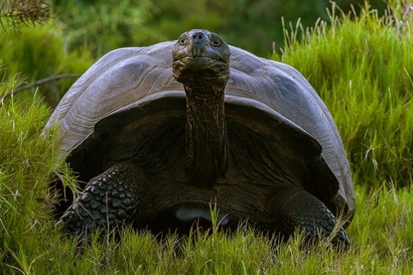 Kura-kura Raksasa Galapagos