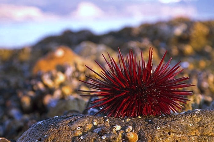 Landak Laut Merah1