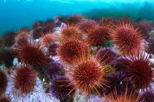 Landak laut merah