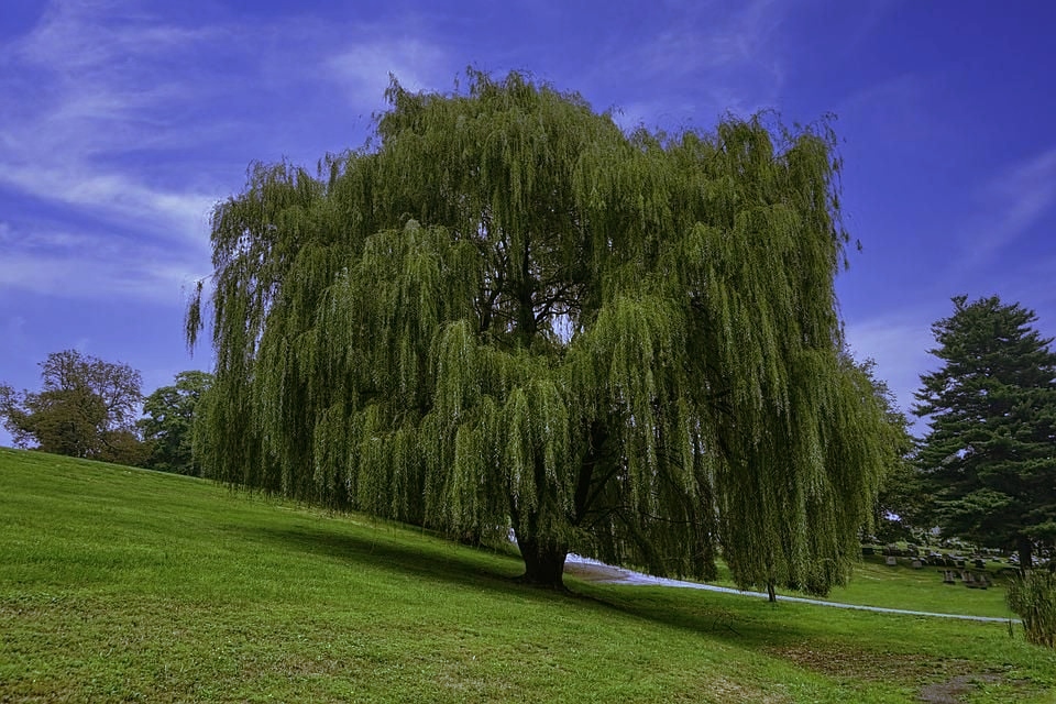 Pohon Willow