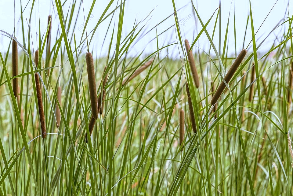 Rumput Cattail