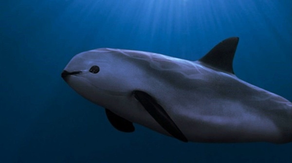 vaquita