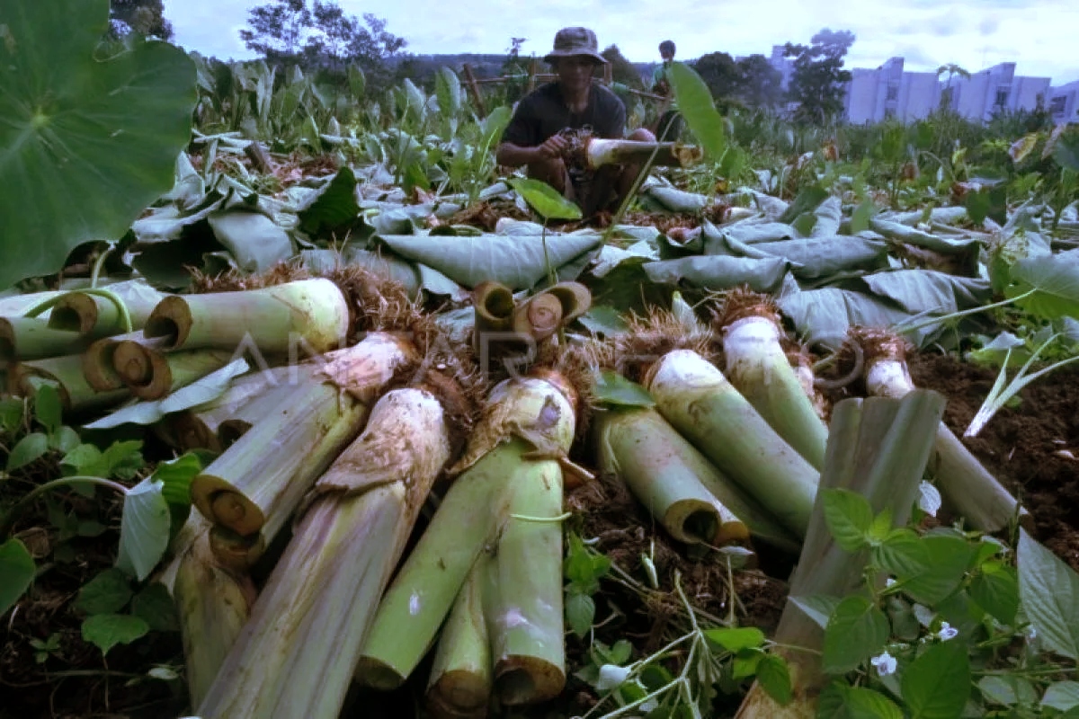 Women in a Papuan village plant taro