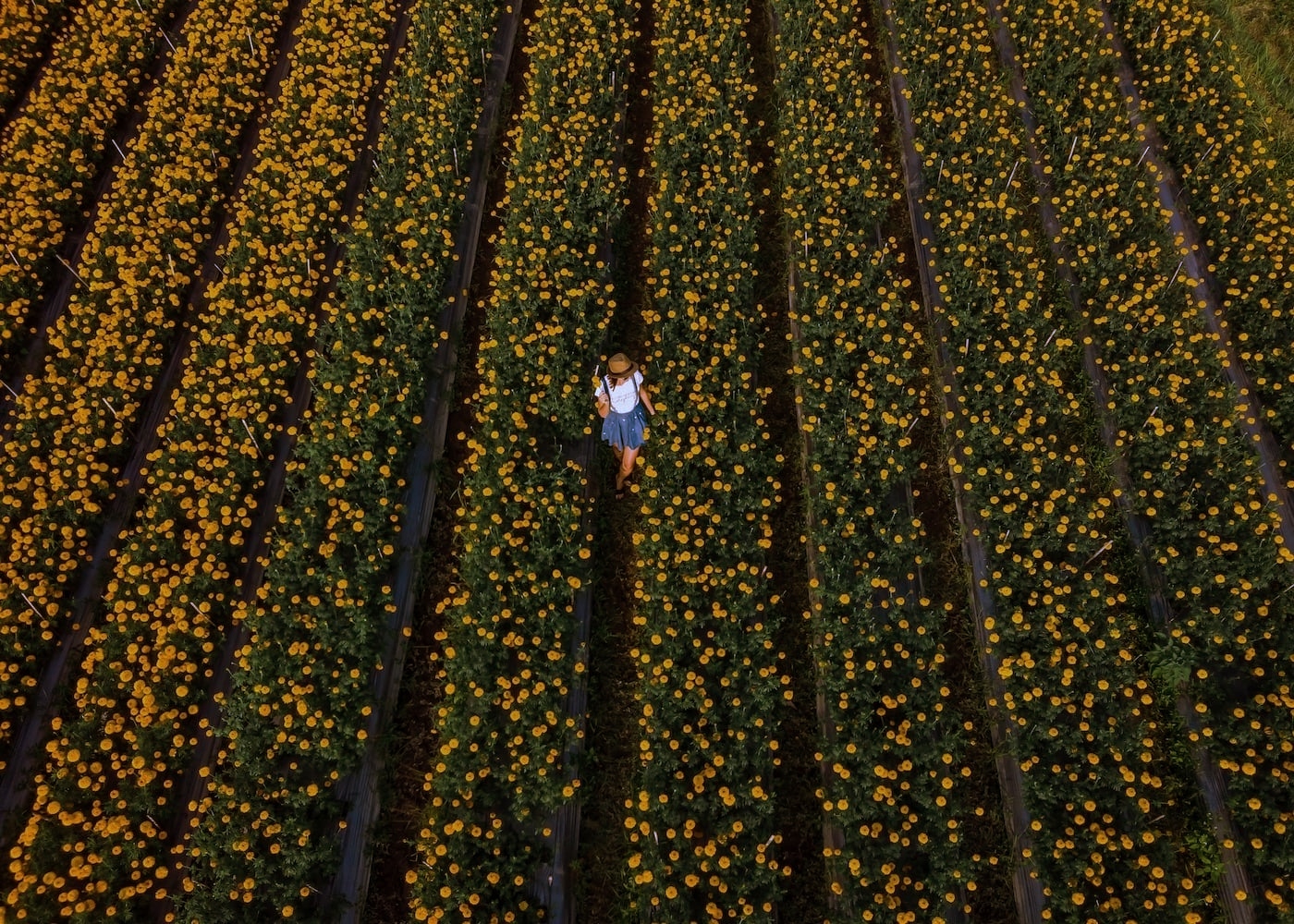 Ladang Bunga