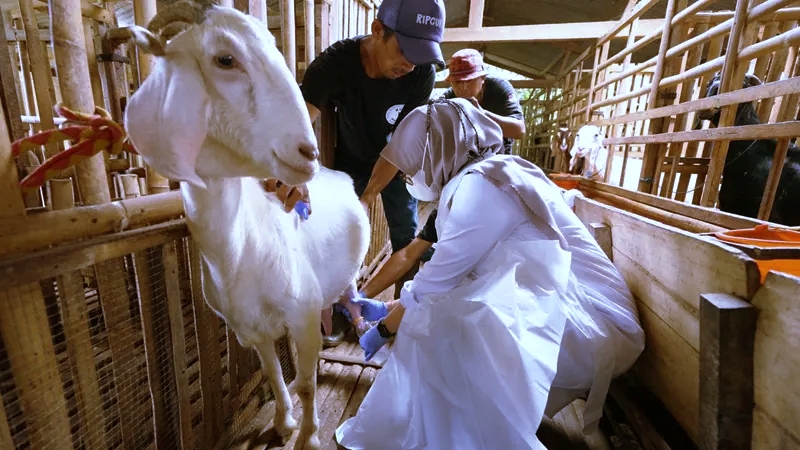 kambing bunga gunung