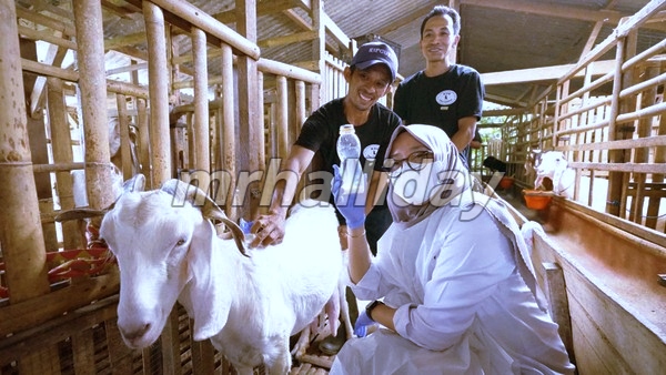 perusahaan susu kambing bunga gunung