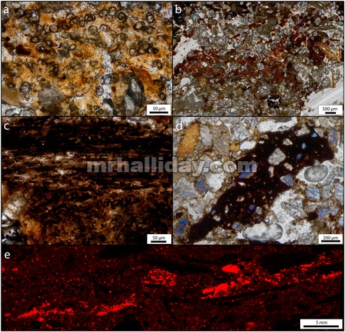 (a) Foraminifera tak teridentifikasi dalam matriks abu terfosfatisasi, PPL. (b) Kerak apatit terdefo