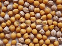 kacang polong